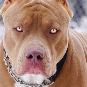 Meet your Posher, Elishia